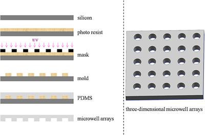 Microalgae in <mark class="highlighted">Microwell</mark> Arrays Exhibit Differences with Those in Flasks: Evidence from Growth Rate, Cellular Carotenoid, and Oxygen Production